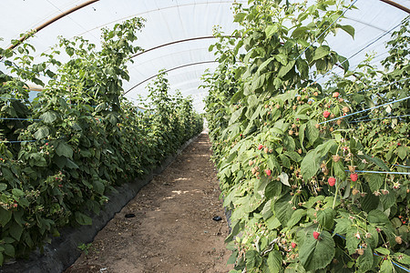 温室草莓衬套农业园艺红色生长花园浆果季节种植园活力图片
