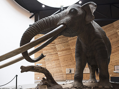 马斯托登模型博物馆荒野动物哺乳动物长毛灭绝獠牙化石树干野生动物图片