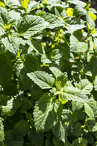 梅丽莎在花园里香味草药植物香料药品宏观芳香柠檬香脂草本植物图片