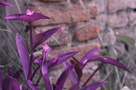 紫罗兰叶植物和紫丁香花的颜色玫瑰紫色热带叶子植物群宏观风格花瓣花园紫外线图片