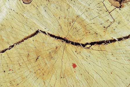 木地板建造硬木控制板木板木头风化木工地面木材材料图片