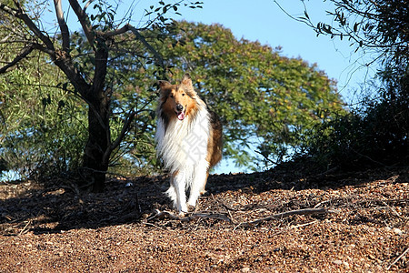 科里狗狗绿色白色宠物动物哺乳动物乐趣棕色图片