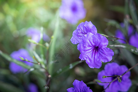 五颜六色的花的背景图片粉色宏观紫色季节植物群植物花束花瓣生长背景图片