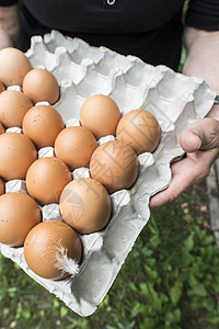 鸡蛋包装纸质包装中的鸡蛋盒子羽毛白色托盘食物绿色营养农业棕色早餐背景