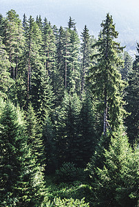 绿fir森林针叶植被木头树木绿色天线松树树干公园荒野图片