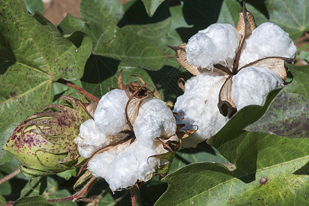 特写棉花植物宏观过敏棉铃白色材料农场农业胶囊柔软度生长图片
