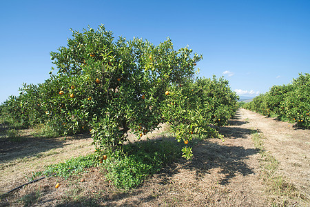 种植园中的橙树食物叶子植物花园水果果园收成热带生长农业图片