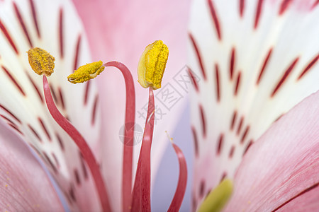 花开花落红色紫色植物粉色花瓣植物群百合花朵花园植物学图片