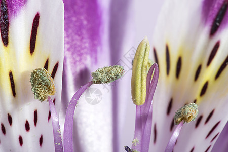 花开花落百合紫色粉色花园植物群植物学花瓣花朵植物红色图片