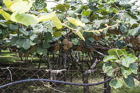 Kiwi工厂植物猕猴桃团体水果分支机构果园棕色树叶农业生长图片