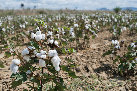 棉花植物田农业纺织品枝条纤维环境收成柔软度白色天空农场图片