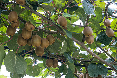 Kiwi工厂分支机构农业棕色果园水果花园收获热带绿色猕猴桃图片