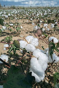 棉花植物田材料枝条农场柔软度白色蓝色收成生长纤维农业图片