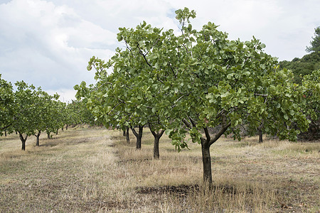 Pistachio 树场地农场环境生产水果孤独国家收成农业生长图片