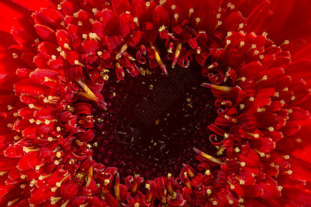 Gerbera花朵开花花园格柏植物植物学红色宏观花瓣植物群雏菊图片