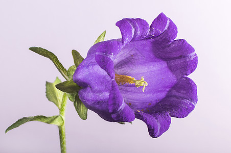 紫花花花瓣白色蓝色热带植物植物学宏观粉色花园紫色图片