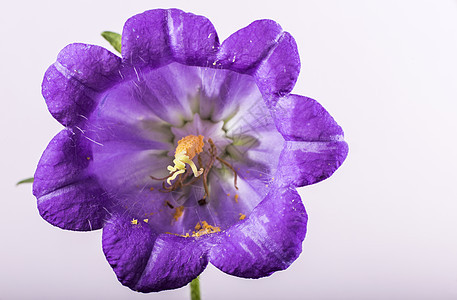 紫花花热带花瓣植物群植物学粉色紫色蓝色宏观白色花园图片