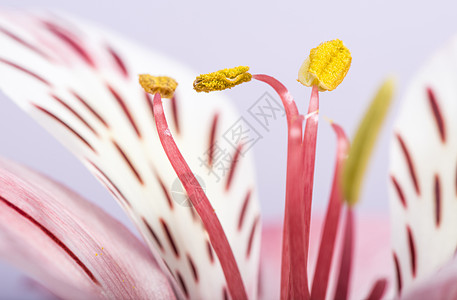 花开花落白色植物群花园百合花朵粉色植物植物学红色花瓣图片