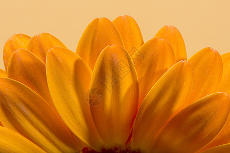 Gerbera花朵开花格柏花园橙子宏观植物花瓣植物学雏菊植物群图片