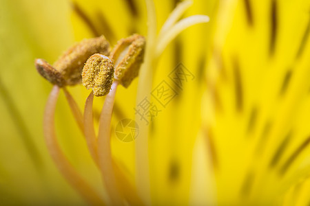 花开花落植物紫色植物群百合植物学花瓣粉色黄色花园白色图片