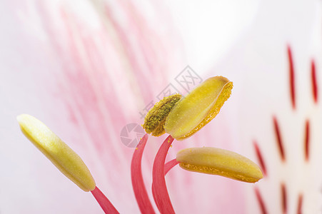 花开花落花瓣花园红色植物植物群紫色百合植物学黄色花朵图片