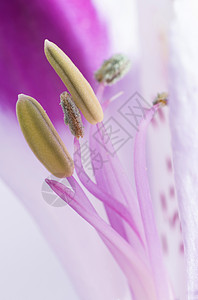 花开花落百合粉色紫色花园植物学植物白色花朵植物群红色图片