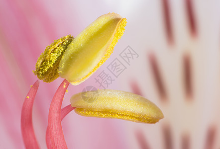 花开花落百合白色植物学植物红色紫色花瓣植物群花园黄色图片