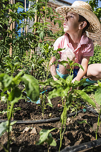 在花园里种植儿童的计划园艺蔬菜童年孩子们生长生活孩子环境植物绿色图片