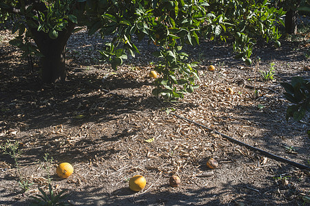 种植园中的橙树热带生长叶子晴天食物果园农业环境水果收成图片