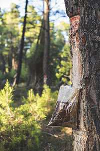 树上树脂收集针叶针叶树树干植物群森林云杉环境热带损害塑料图片