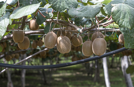 Kiwi工厂叶子生长棕色食物植物猕猴桃热带绿色果园花园图片