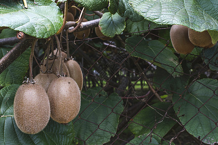 Kiwi工厂猕猴桃水果花园农业叶子植物农场热带棕色绿色图片
