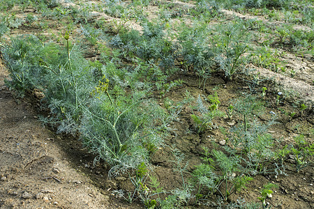 绿暗场植物植物学茴香香料叶子生长食物花园蔬菜季节图片