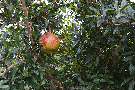 石榴树异国水果情调食物季节收成叶子果汁热带农业图片