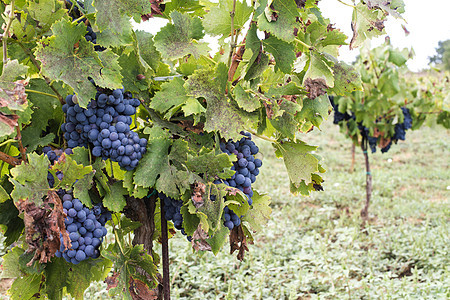 蓝葡萄红色农业酒厂水果蓝色藤蔓植物叶子葡萄园紫色图片