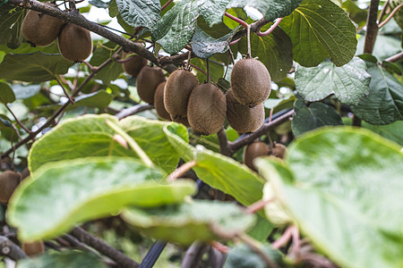 Kiwi工厂收获食物团体绿色花园植物树叶水果生长农业图片