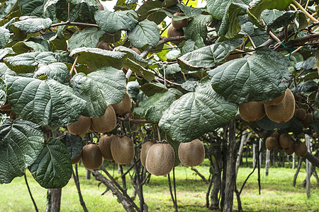 Kiwi工厂植物棕色分支机构果园食物农业团体生长树叶收获图片