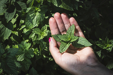 手握薄荷叶植物农业草本植物场地生长农场收成绿色食物女士图片