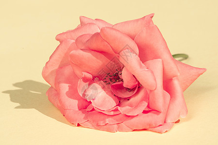 玫瑰花花花朵庆典花园红色卡片白色粉色植物花瓣礼物图片