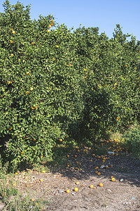 种植园中的橙树叶子植物热带水果生产农业晴天果园农作物环境图片