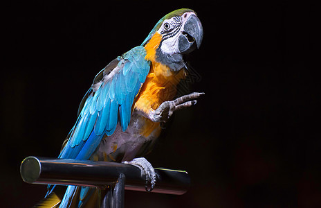 马戏团中的鹦鹉演员荒野动物园羽毛娱乐生活表演红色动物群蓝色图片