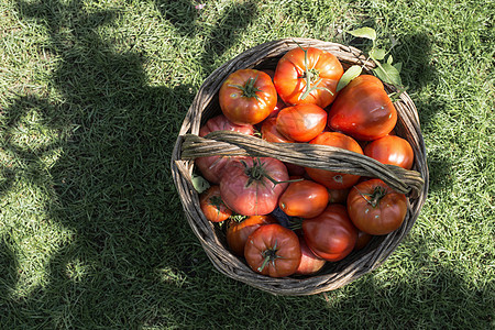 木制篮子中的番茄收成花园绿色饮食太阳场地团体叶子蔬菜农业图片