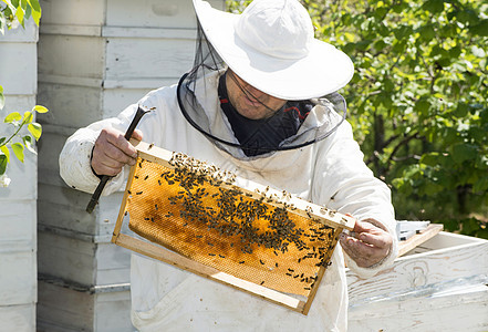 带蜂窝的养蜂人农业收藏农场蜂蜡生产蜂房昆虫盒子衣服女性图片