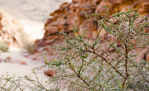 种植有大尖峰和绿叶的植物 背景情况旅行彩色沙漠石头岩石绿色山顶山脉旅游橙子图片