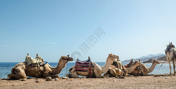 在埃及沙漠中躺着骆驼的运输旅游异国国家大篷车蓝天石头海岸海景地平线图片