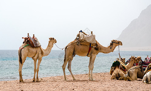 在埃及沙漠中躺着骆驼的情调动物旅行海景国家季节山脉大篷车海岸地平线图片