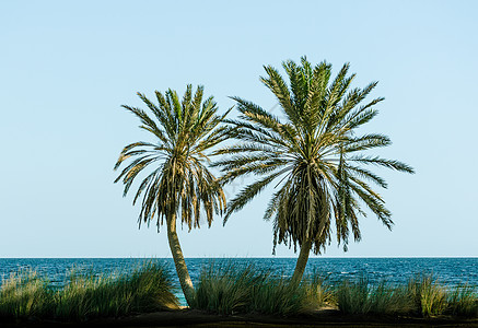 红海上的绿棕榈树 在晴天的背面图片