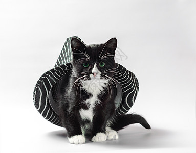 黑小猫 白爪子和条纹头巾图片
