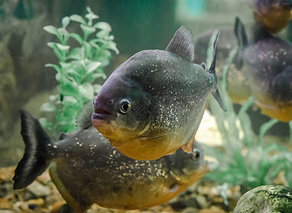 鱼在水中游动 在水族馆的密闭处图片