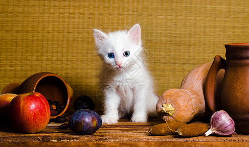 白毛小猫坐在木桌上 坐着木板桌子高清图片
